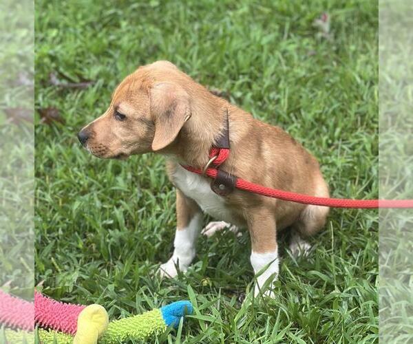 Medium Photo #3 Labbe Puppy For Sale in Yardley, PA, USA