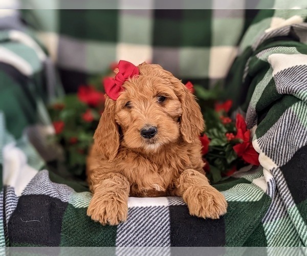 Medium Photo #5 Goldendoodle (Miniature) Puppy For Sale in OXFORD, PA, USA