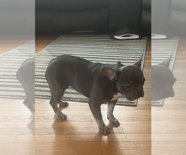 Medium Photo #6 French Bulldog Puppy For Sale in CINCINNATI, OH, USA