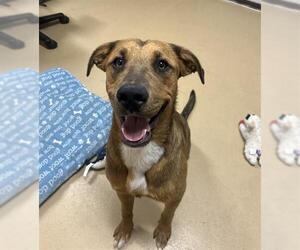 Labrador Retriever-Unknown Mix Dogs for adoption in Chula Vista, CA, USA