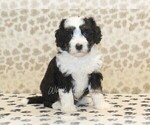 Small #3 Miniature Bernedoodle