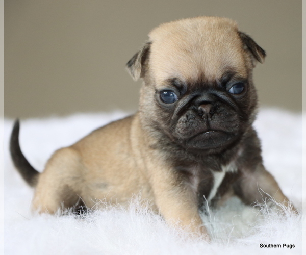 Medium Photo #6 Pug Puppy For Sale in WINNSBORO, TX, USA