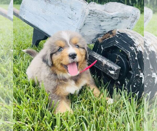 Medium Photo #3 Bernedoodle (Miniature) Puppy For Sale in GORDONVILLE, PA, USA
