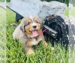 Small #2 Bernedoodle (Miniature)
