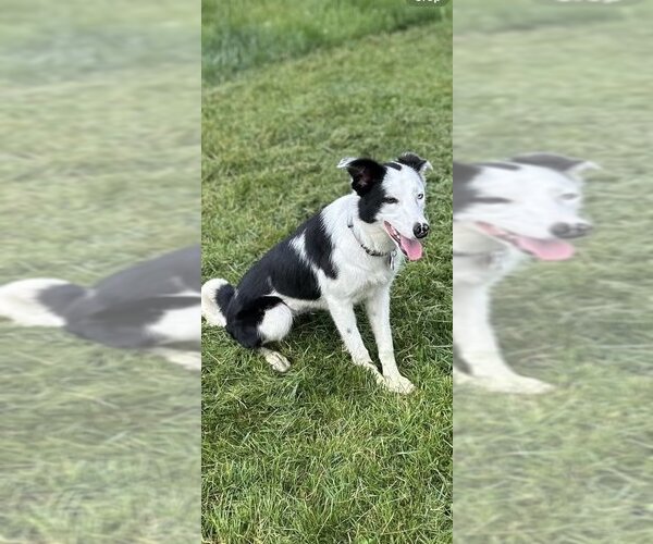 Medium Photo #20 Border Collie Puppy For Sale in Highland, IL, USA