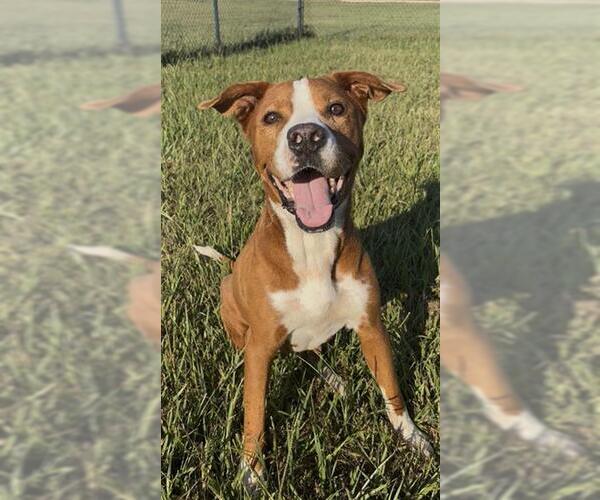 Medium Photo #2 Pointer-Unknown Mix Puppy For Sale in Rosenberg, TX, USA