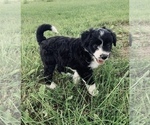 Small Photo #11 Aussiedoodle Miniature  Puppy For Sale in UNIONVILLE, IA, USA