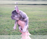 Small Photo #7 French Bulldog Puppy For Sale in CROUSE, NC, USA