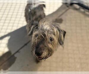 Dachshund-Unknown Mix Dogs for adoption in Tulsa, OK, USA