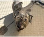 Small Dachshund Mix