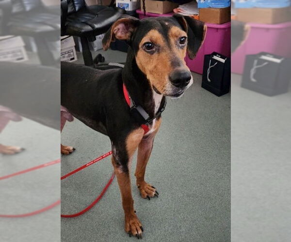 Medium Photo #3 Mutt Puppy For Sale in Doylestown, PA, USA