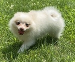 Small #3 Pomeranian