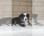 Puppy Tessa Miniature Australian Shepherd
