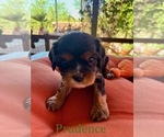 Puppy Prudence Cavalier King Charles Spaniel