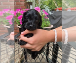 Small #2 Cocker Spaniel-Poodle (Miniature) Mix