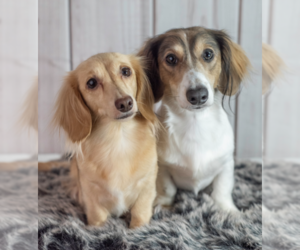 Dachshund Litter for sale in SAGINAW, TX, USA