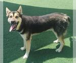Small #2 German Shepherd Dog Mix