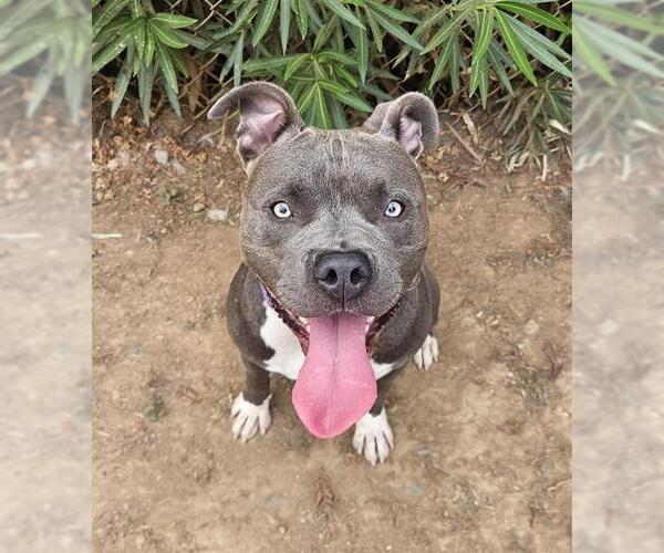 Medium Photo #1 American Staffordshire Terrier Puppy For Sale in Sacramento, CA, USA