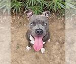 ROSCO - Male American Staffordshire Terrier Dog for Adoption - Small photo