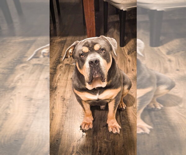 Medium Photo #2 Bulldog-Unknown Mix Puppy For Sale in Brights Grove, Ontario, Canada