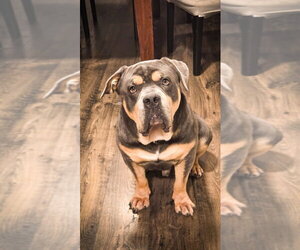Eeyore - Male Bulldog-Unknown Mix Dog for Adoption - Photo #2