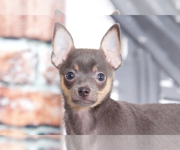 Medium Photo #1 Chihuahua Puppy For Sale in BEL AIR, MD, USA