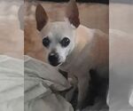 Small #1 Italian Greyhuahua