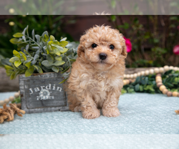 Medium Photo #3 Poodle (Toy) Puppy For Sale in CLARE, MI, USA