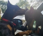 Small Photo #1 Doberman Pinscher Puppy For Sale in GOLDEN, MS, USA