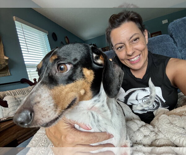 Medium Photo #3 Dachshund Puppy For Sale in Tampa, FL, USA