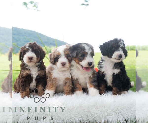 Medium Photo #2 Bernedoodle (Miniature) Puppy For Sale in NEWPORT, PA, USA