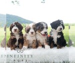 Small #1 Bernedoodle (Miniature)