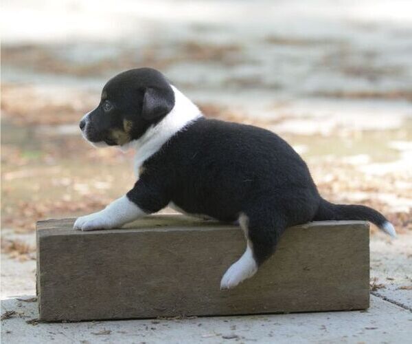 Medium Photo #4 Australian Shepherd-Jack Russell Terrier Mix Puppy For Sale in ORRVILLE, OH, USA