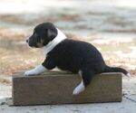 Small #3 Australian Shepherd-Jack Russell Terrier Mix