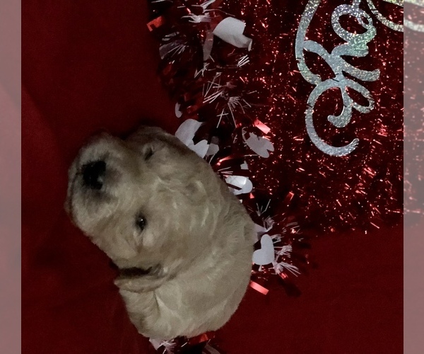 Medium Photo #22 Goldendoodle-Poodle (Standard) Mix Puppy For Sale in VACAVILLE, CA, USA