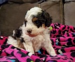 Small #4 Miniature Bernedoodle