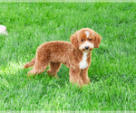 Small Photo #5 Goldendoodle mix (+ Poodle Miniature) Puppy For Sale in SYRACUSE, IN, USA