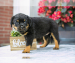 Puppy Jackie Rottweiler