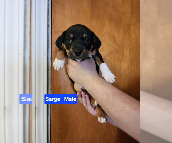 Medium Photo #1 Mutt Puppy For Sale in Evansville, IN, USA