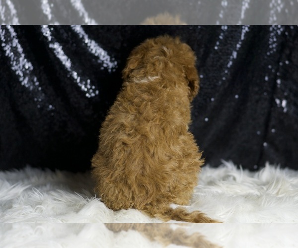 Medium Photo #6 Goldendoodle (Miniature) Puppy For Sale in WARSAW, IN, USA