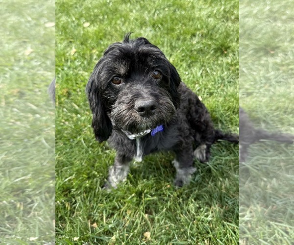 Medium Photo #8 Poodle (Miniature)-Unknown Mix Puppy For Sale in Cookeville, TN, USA
