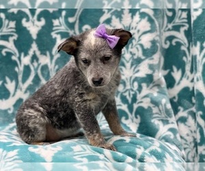 Australian Cattle Dog Puppy for sale in LAKELAND, FL, USA