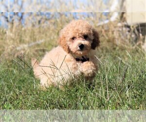 Goldendoodle-Poodle (Miniature) Mix Puppy for sale in HOLDEN, MO, USA