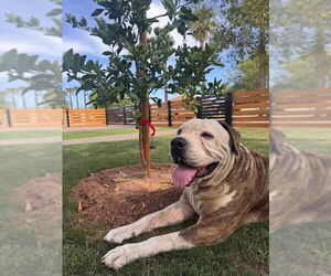 American Bulldog Dogs for adoption in Chandler, AZ, USA