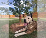 Small American Bulldog