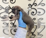 Small Photo #4 French Bulldog Puppy For Sale in ELK GROVE, CA, USA