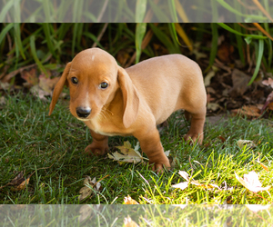 Dachshund Puppy for sale in WAKARUSA, IN, USA
