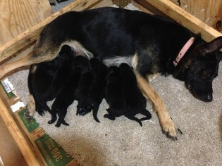 Mother of the German Shepherd Dog puppies born on 09/17/2018