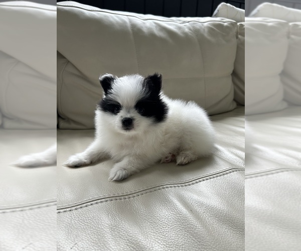 Medium Photo #6 Pomeranian Puppy For Sale in DES MOINES, WA, USA