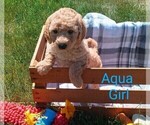 Puppy 8 Goldendoodle-Poodle (Miniature) Mix